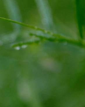 Fotografia 10 da espécie Vicia tetrasperma no Jardim Botânico UTAD