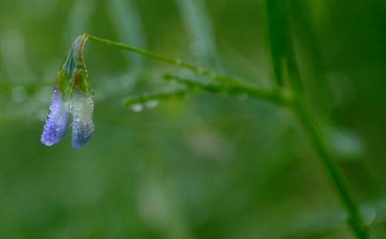 Fotografia da espécie Vicia tetrasperma