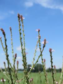 Fotografia da espécie Verbena officinalis