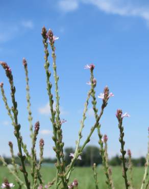 Fotografia 7 da espécie Verbena officinalis no Jardim Botânico UTAD