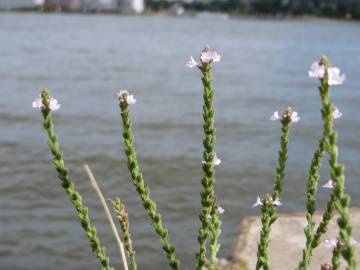 Fotografia da espécie Verbena officinalis