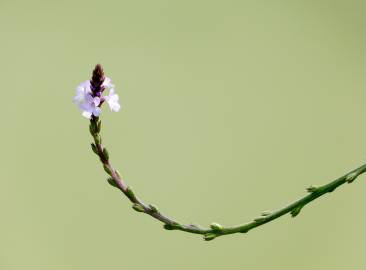 Fotografia da espécie Verbena officinalis