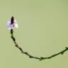 Fotografia 9 da espécie Verbena officinalis do Jardim Botânico UTAD