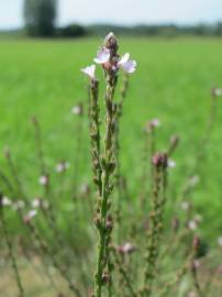 Fotografia da espécie Verbena officinalis