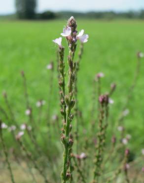 Fotografia 10 da espécie Verbena officinalis no Jardim Botânico UTAD