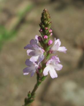 Fotografia 11 da espécie Verbena officinalis no Jardim Botânico UTAD