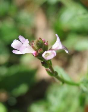 Fotografia 12 da espécie Verbena officinalis no Jardim Botânico UTAD