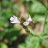 Fotografia 12 da espécie Verbena officinalis do Jardim Botânico UTAD