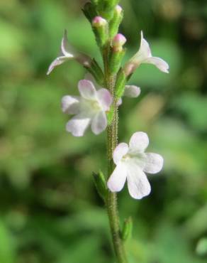 Fotografia 14 da espécie Verbena officinalis no Jardim Botânico UTAD