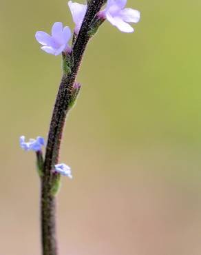 Fotografia 15 da espécie Verbena officinalis no Jardim Botânico UTAD