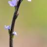 Fotografia 15 da espécie Verbena officinalis do Jardim Botânico UTAD