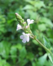 Fotografia da espécie Verbena officinalis