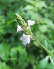 Verbena officinalis