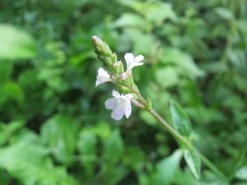 Fotografia da espécie Verbena officinalis