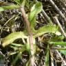 Fotografia 10 da espécie Valerianella carinata do Jardim Botânico UTAD