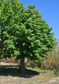 Fotografia da espécie Tilia tomentosa