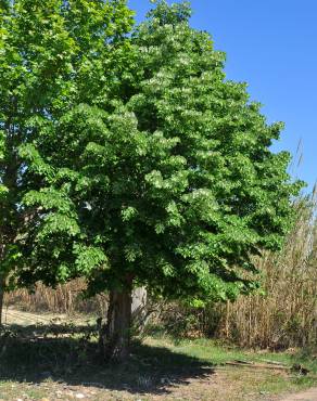 Fotografia 11 da espécie Tilia tomentosa no Jardim Botânico UTAD