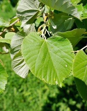 Fotografia 12 da espécie Tilia tomentosa no Jardim Botânico UTAD