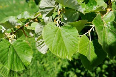 Fotografia da espécie Tilia tomentosa