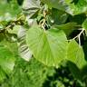 Fotografia 12 da espécie Tilia tomentosa do Jardim Botânico UTAD