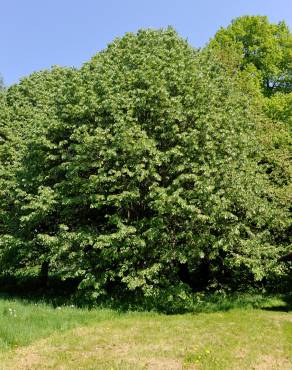 Fotografia 1 da espécie Tilia tomentosa no Jardim Botânico UTAD