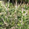 Fotografia 9 da espécie Thymbra capitata do Jardim Botânico UTAD