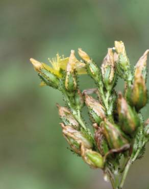 Fotografia 3 da espécie Hypericum montanum no Jardim Botânico UTAD