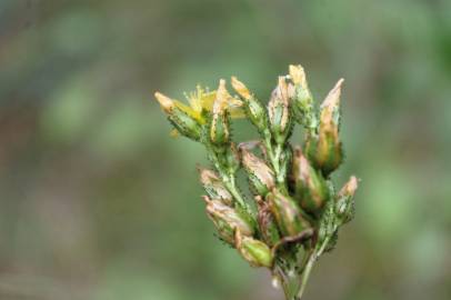 Fotografia da espécie Hypericum montanum