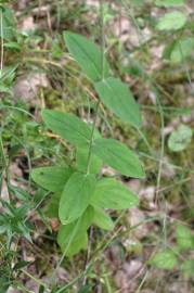 Fotografia da espécie Hypericum montanum