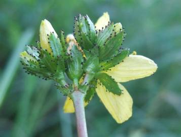 Fotografia da espécie Hypericum montanum