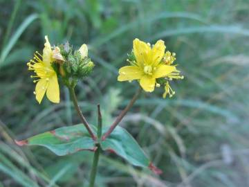 Fotografia da espécie Hypericum montanum