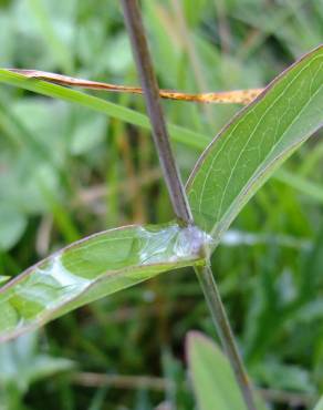 Fotografia 11 da espécie Hypericum montanum no Jardim Botânico UTAD