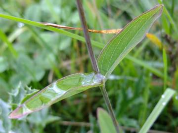 Fotografia da espécie Hypericum montanum