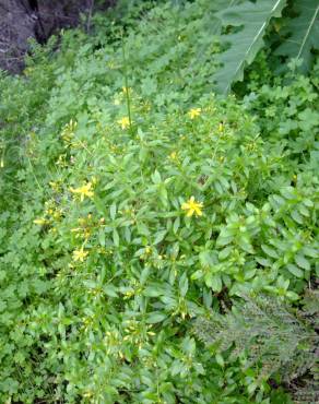 Fotografia 12 da espécie Hypericum montanum no Jardim Botânico UTAD