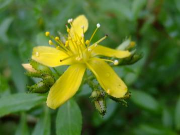 Fotografia da espécie Hypericum montanum