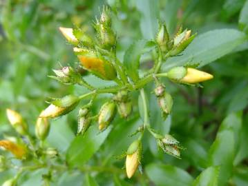 Fotografia da espécie Hypericum montanum