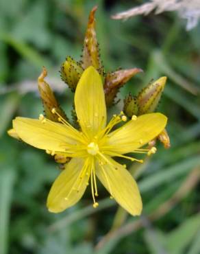 Fotografia 17 da espécie Hypericum montanum no Jardim Botânico UTAD