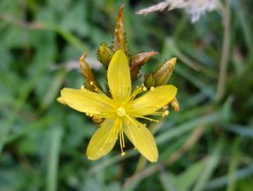 Fotografia da espécie Hypericum montanum