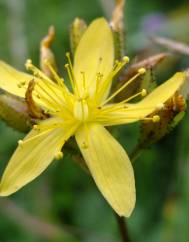 Hypericum montanum