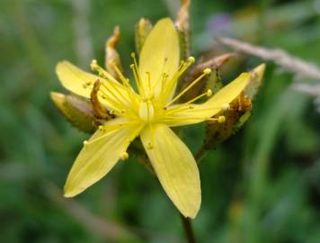 Fotografia da espécie Hypericum montanum