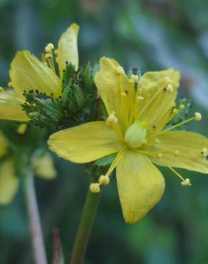 Fotografia 18 da espécie Hypericum montanum no Jardim Botânico UTAD