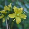 Fotografia 18 da espécie Hypericum montanum do Jardim Botânico UTAD