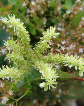 Fotografia 8 da espécie Sedum sediforme no Jardim Botânico UTAD