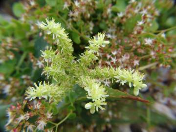 Fotografia da espécie Sedum sediforme