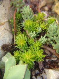 Fotografia da espécie Sedum sediforme