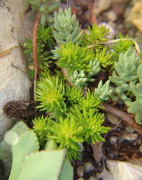 Fotografia 9 da espécie Sedum sediforme no Jardim Botânico UTAD