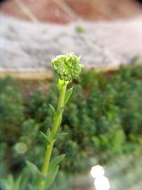 Fotografia da espécie Sedum sediforme