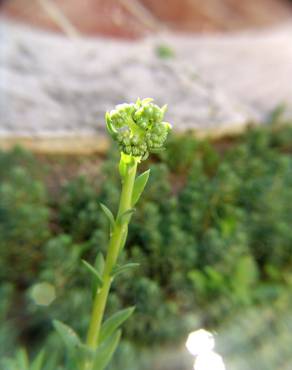 Fotografia 10 da espécie Sedum sediforme no Jardim Botânico UTAD