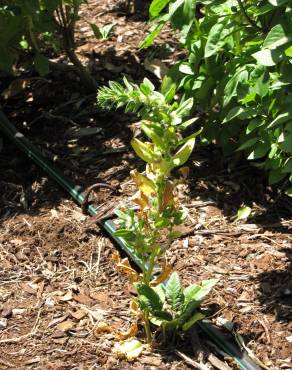 Fotografia 10 da espécie Spinacia oleracea no Jardim Botânico UTAD