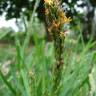 Fotografia 1 da espécie Stenotaphrum secundatum do Jardim Botânico UTAD